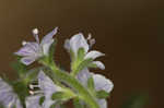 Common gypsyweed